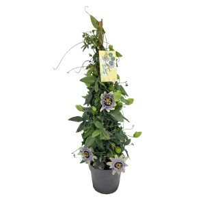 Blühende GROW by OBI Passionsblume im Topf, ca. 70 cm hoch, mit Rankhilfe.