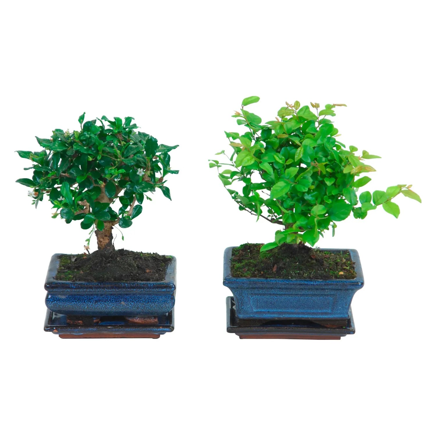 Bonsai Kugel Topf- ca. 15 cm kaufen bei OBI