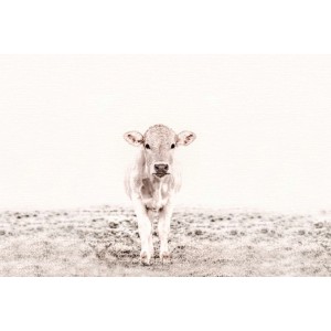 Fototapete Kuh Kalb Vintage weiß 4,00 m x 2,70 m FSC®