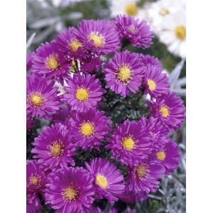 Nahaufnahme von lila OBI Glattblatt-Astern (Aster novi-belgii) mit gelber Blütenmitte im Topf.