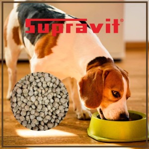 Beagle frisst Supravit Hundetrockenfutter mit Huhn und Mais aus Napf. Detailansicht der Futterpellets.