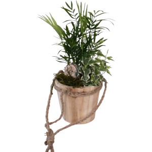 Hängendes Grünpflanzen-Arrangement im Holztopf, Ø 14cm, mit verschiedenen Grünpflanzen.