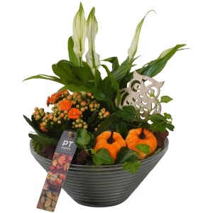 Herbstliches Zimmerpflanzen-Arrangement mit Kalanchoe, Efeu, Einblatt und Deko-Elementen im Glas-Gefäß.