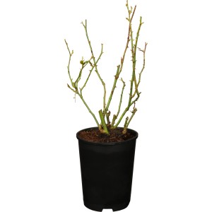 Duftrosen-Mix Rosa im 2L Topf, ca. 10-20 cm hoch, ohne Blüten.