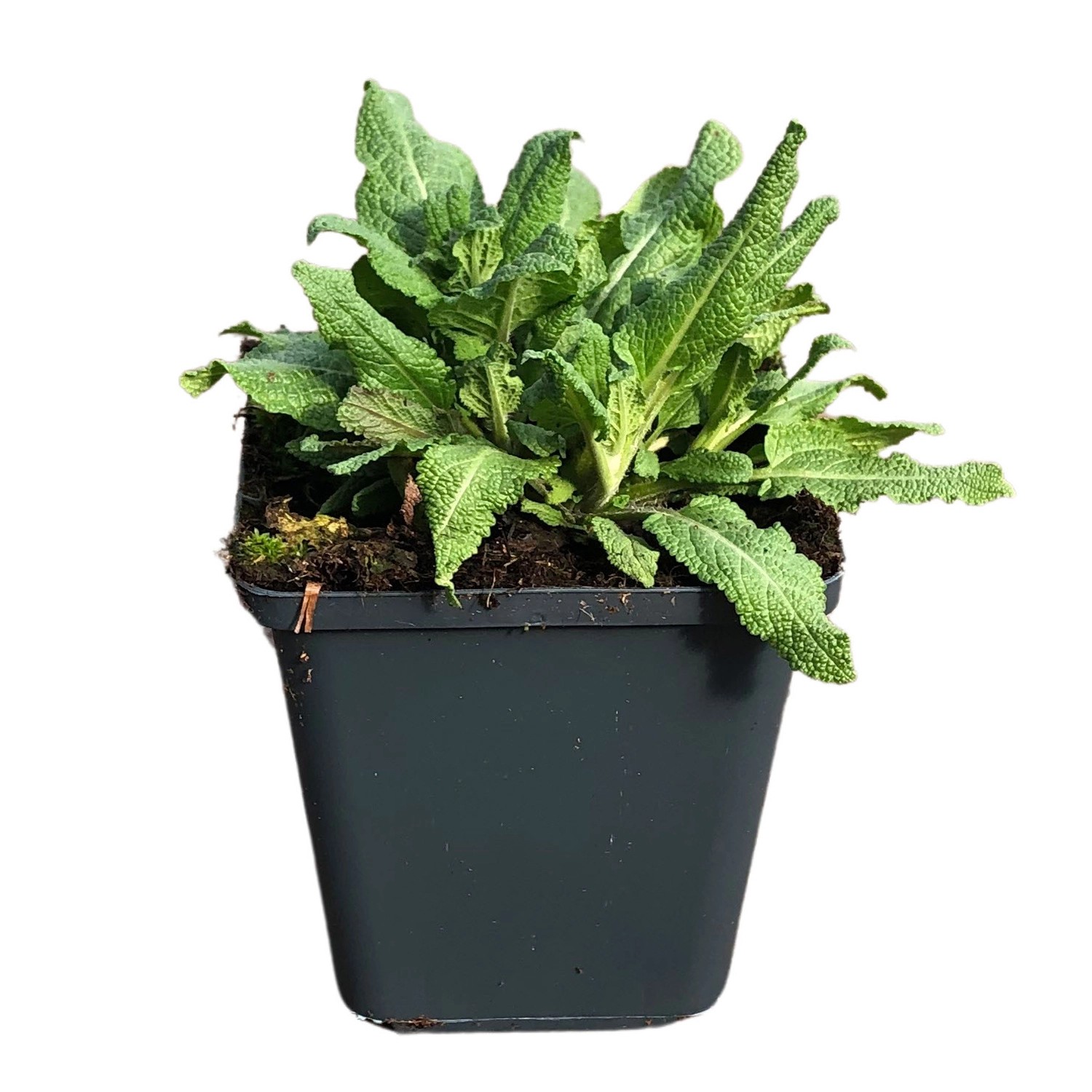 SteppenSalbei "Ostfriesland" Violett TopfØ ca. 9 cm x 9 cm Salvia