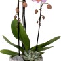 Orchideen-Arrangement mit rosa Blüten im grauen Topf (Ø 17cm) für den Innenbereich.