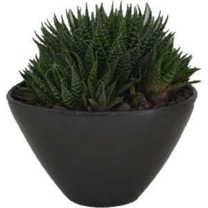 Sukkulenten-Mix im schwarzen Keramiktopf (Ø 13cm), Zimmerpflanze für sonnigen Standort.