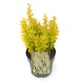 Goldgelbe Berberitze Maria im Topf, eine attraktive Heckenpflanze von GROW by OBI.