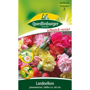 Samentüte Quedlinburger Landnelke 'Johannistag' mit bunten Nelkenblüten, ca. 60cm hoch.