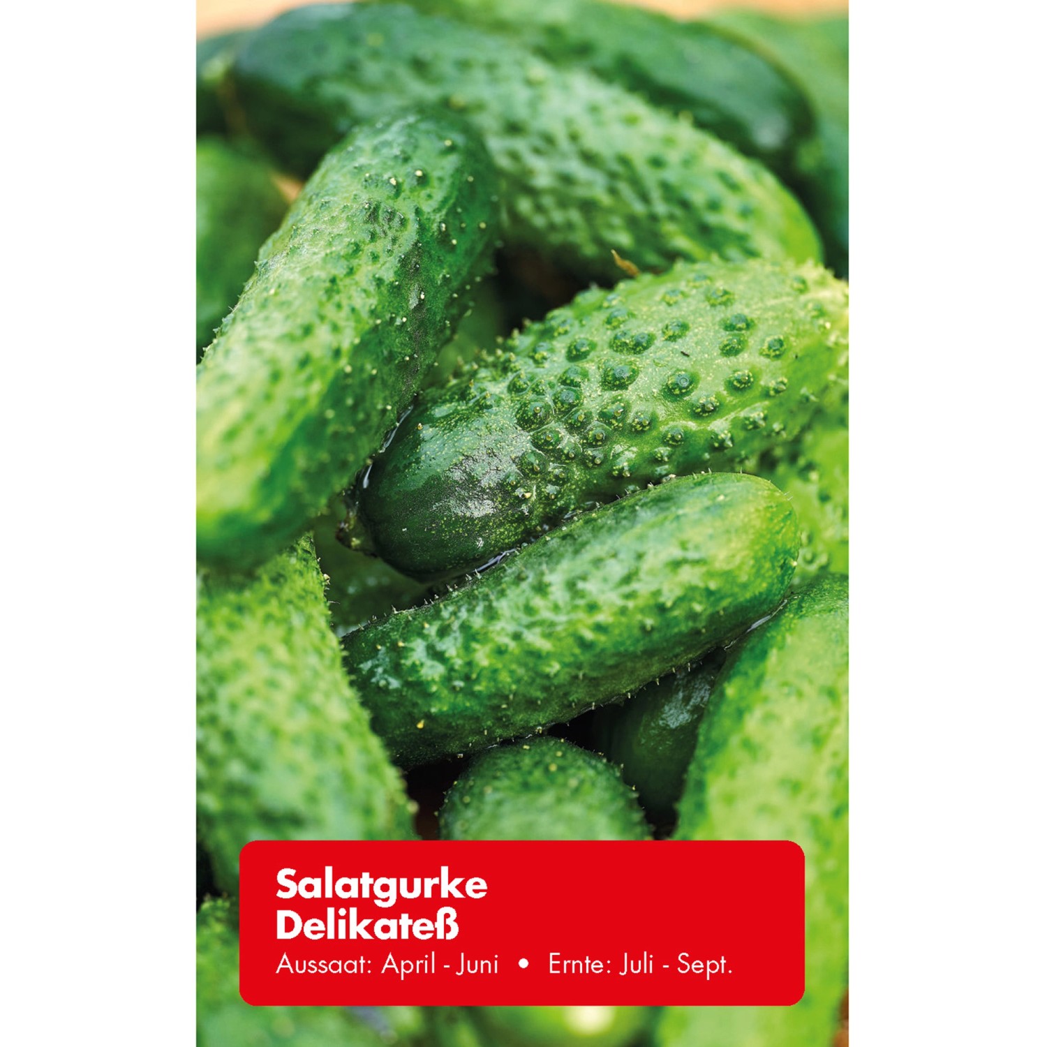 Salatgurke &amp;quot;Delikateß&amp;quot; kaufen bei OBI