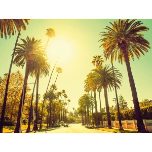 Komar Wandbild Palm Alley, 40x30 cm: Palmenallee an einem sonnigen Tag.
