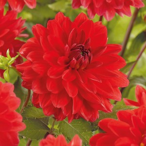 Leuchtend rote Dahlie Heatwave von GROW by OBI, ca. 50 cm hoch.