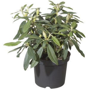 Rhododendron Brisanz im Topf, ca. 20-30 cm hoch, mit grünen Blättern und Blütenknospen.