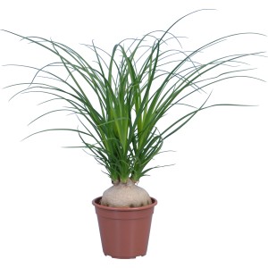 Flaschenbaum im braunen Topf, ca. 14 cm Topf-Durchmesser. Grünpflanze für Innenräume.