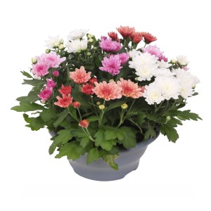 Chrysantheme Sweet Melange im Topf mit Blüten in Weiß, Rosa und Orange.