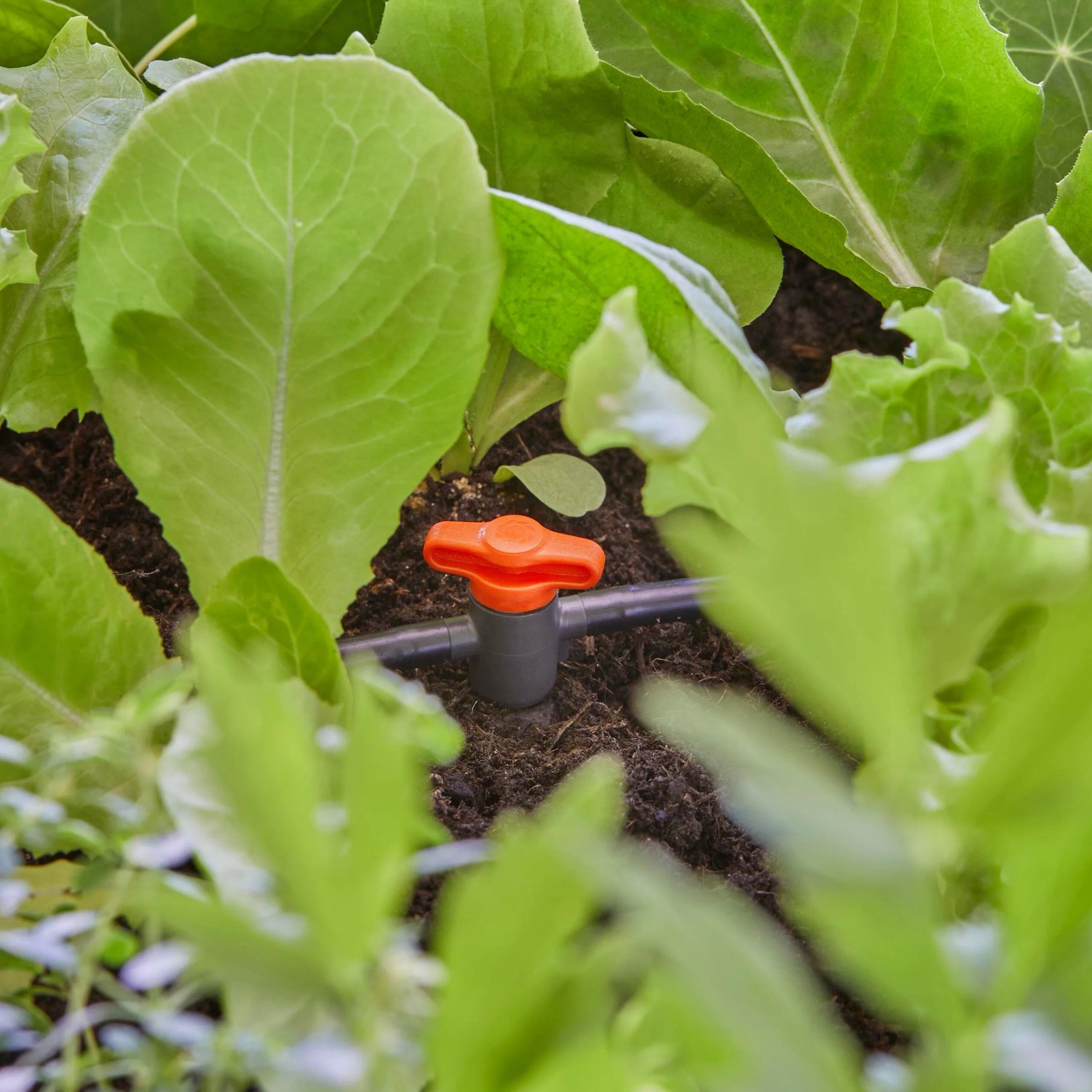 Gardena Regulier- und Absperrventil im Micro-Drip-System zwischen Salatpflanzen.