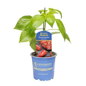 Kiepenkerl Paprika Salma® Rot im Topf, eine ertragreiche, rote Snackpaprika.