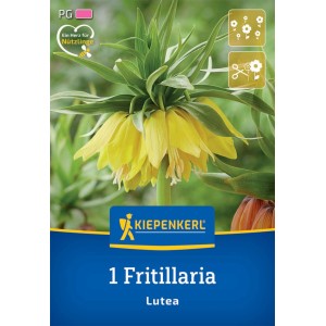 Kiepenkerl Kaiserkrone Lutea Blumenzwiebel mit gelben Blüten.