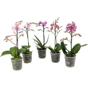 Schmetterlingsorchidee sortiert H ca. 40-50 cm Topf-Ø ca. 12 cm