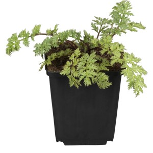 GROW by OBI Rainfarn Topf-Ø ca. 19 cm Tanacetum