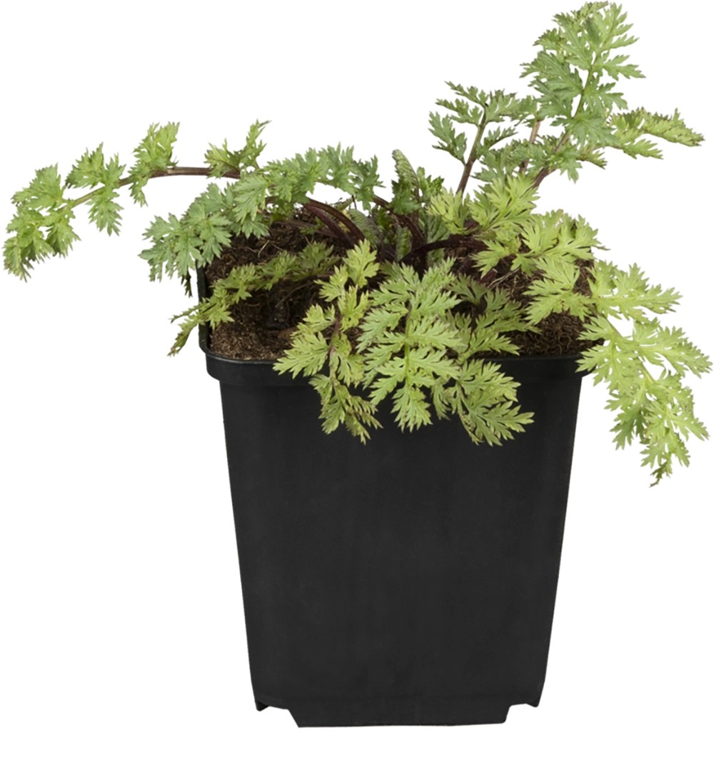 GROW by OBI Rainfarn TopfØ ca. 19 cm Tanacetum kaufen bei OBI