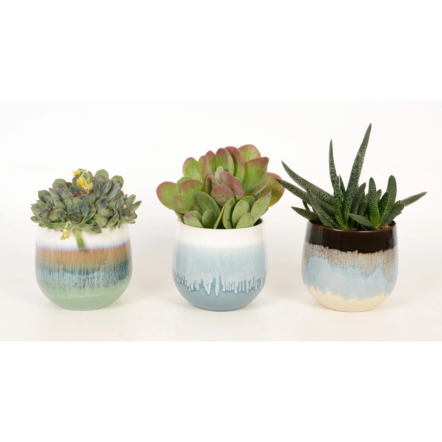 Drei Sukkulenten in Keramik-Töpfen mit Farbverlauf, verschiedene Sorten.