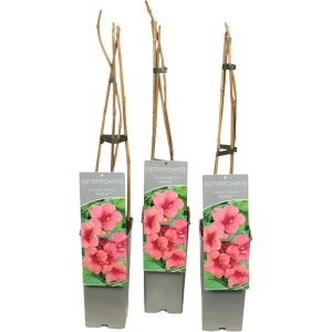 Trompetenblume Stromboli im Topf, ca. 40-60cm hoch, mit roten Blüten.