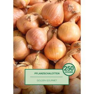 Pflanzschalotten Golden Gourmet, 250g, goldbraune Zwiebeln für den Garten.