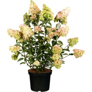 Rispenhortensie 'Redlight' im Topf, ca. 30-50 cm hoch, mit weiß-rosa Blütenständen.