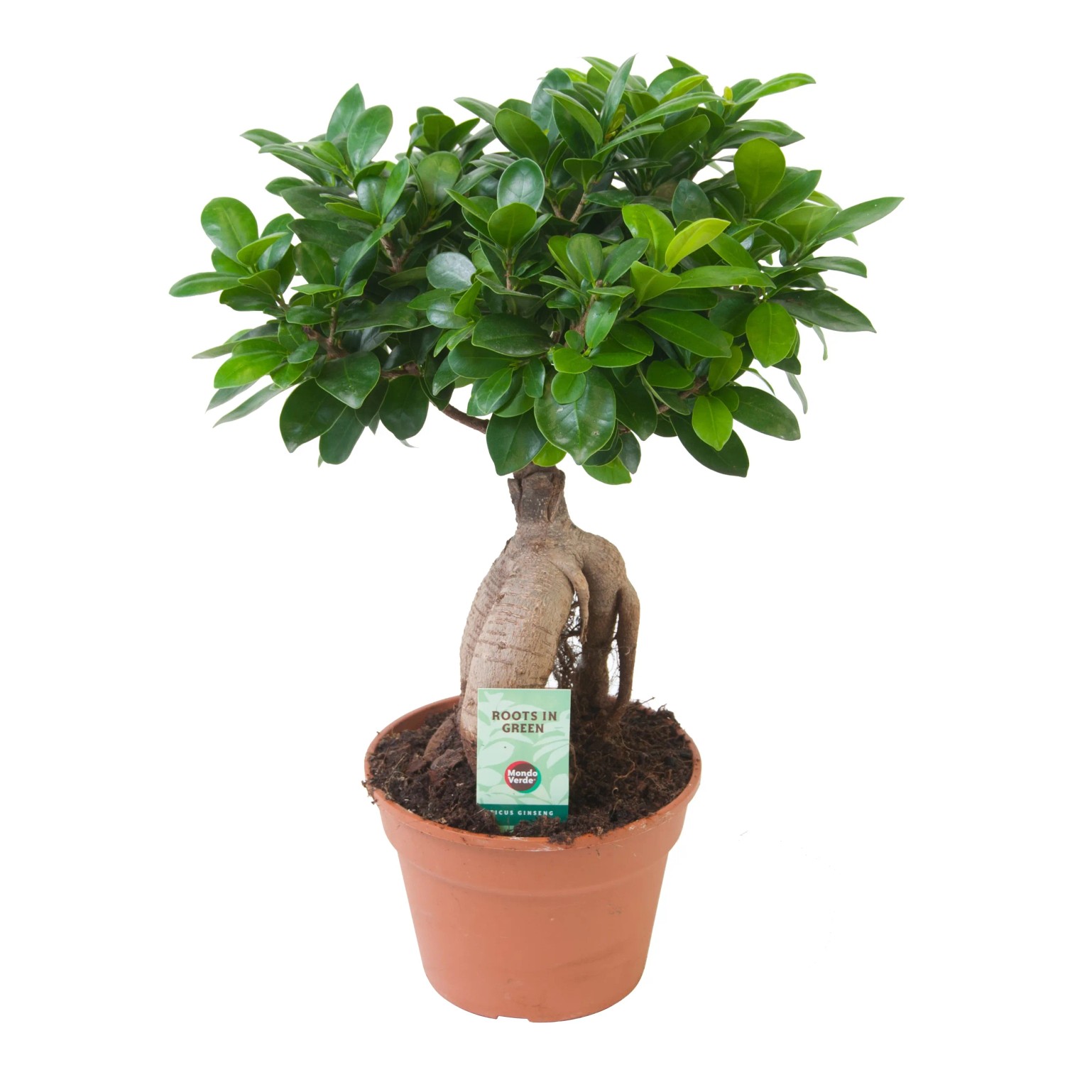 bonsai paste Miniature-Bonsai.Com