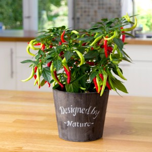 BLU Feuerküsschen Chili-Pflanze im Topf, ca. 12 cm. Fruchtgemüse mit roten und grünen Schoten.