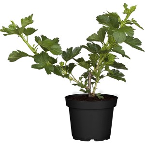 Junge Stachelbeere Rot im Topf, ca. 40-60 cm hoch. Ideal für Garten und Balkon.