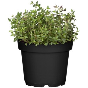GROW by OBI Thymian Topf-Ø ca. 12,5 cm beliebtes Küchenkraut