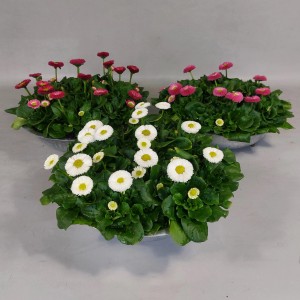 Gänseblümchen in Zinkschale, verschiedene Farben, ca. 15 cm hoch, Topf-Ø ca. 29 cm.