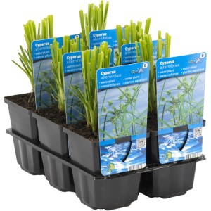 Zyperngras Gelbgrün im Topf, Sumpfpflanze für den Gartenteich.