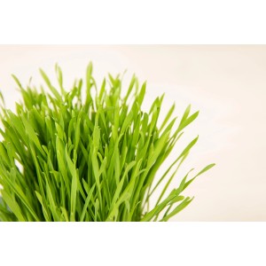 Frisches, grünes Katzengras im Topf, GROW by OBI Vitalfutter für Katzen.