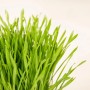 Frisches, grünes Katzengras im Topf, GROW by OBI Vitalfutter für Katzen.