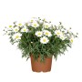 Strauchmargerite im Topf (Ø 17cm) mit weißen Blüten und gelber Mitte, geeignet für Pflanzkübel.