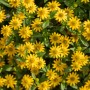 Gelber Husarenknopf (Sanvitalia procumbens) von GROW by OBI, aufrecht wachsende Hängepflanze mit kleinen Blüten.