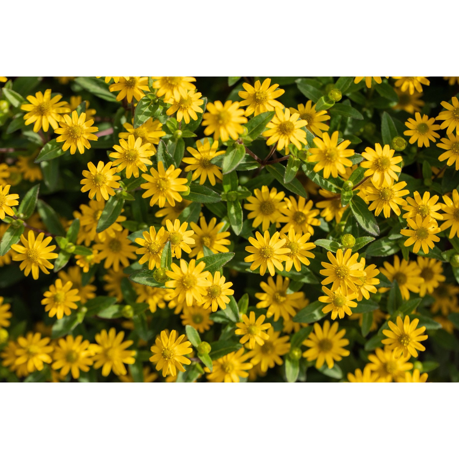Gelber Husarenknopf (Sanvitalia procumbens) von GROW by OBI, aufrecht wachsende Hängepflanze mit kleinen Blüten.
