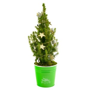 Dekorierte Zuckerhut-Fichte im Grünen Zinkgefäß Topf Ø ca. 15 cm Picea glauca