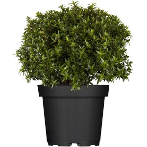Brautmyrte (Myrtus communis) im Topf, ca. 15-20 cm hoch. Immergrüne Kübelpflanze mit kleinen Blättern.