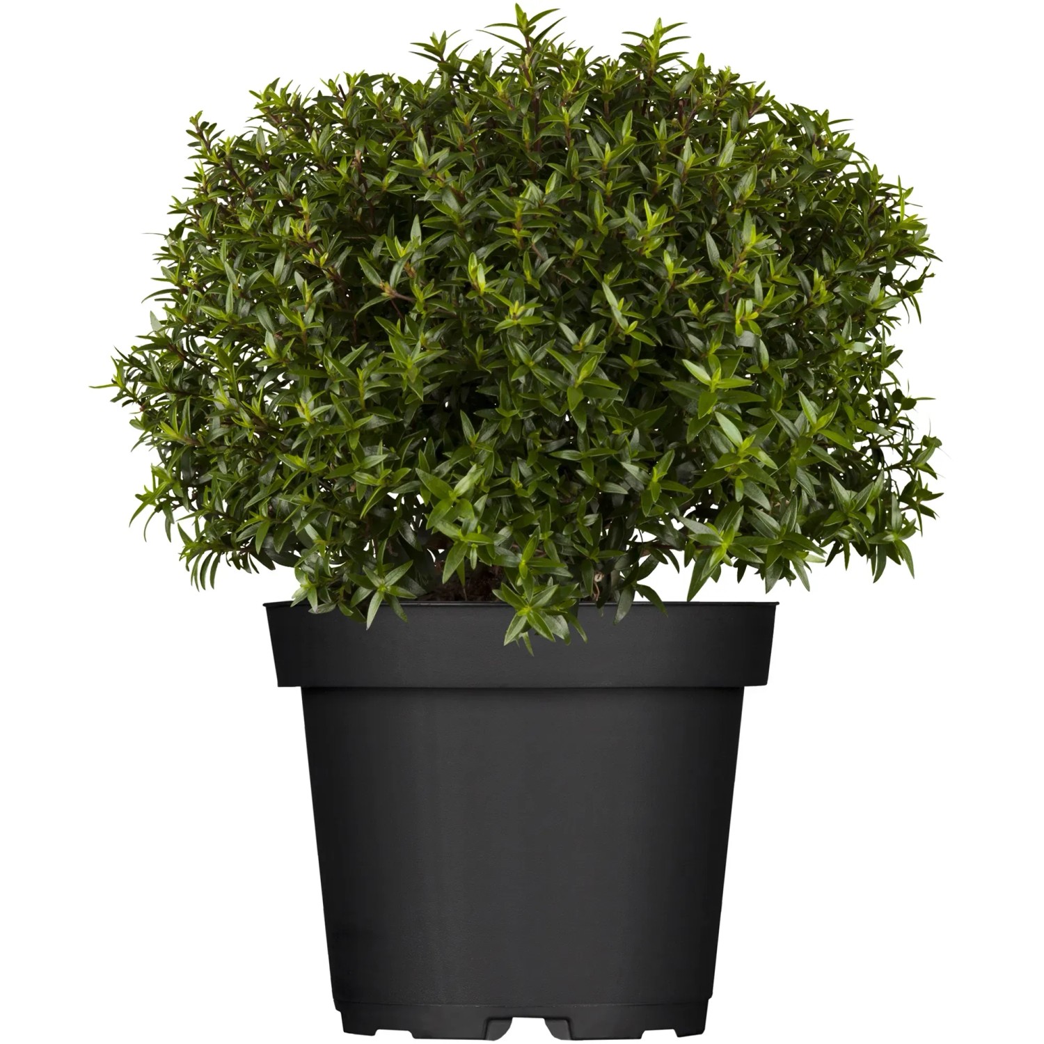 Brautmyrte Busch Wei Hhe ca. 15 - 20 cm Topf- ca. 14 cm Myrtus communis  kaufen bei OBI