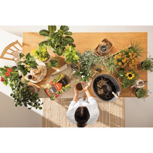 Frau bepflanzt Tisch mit Lechuza Mono Pon Pflanzsubstrat und diversen Pflanzen.