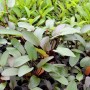 Dennerle Plants Aquariumpflanze Echinodorus Red Chamäleon mit rötlichen Blättern.