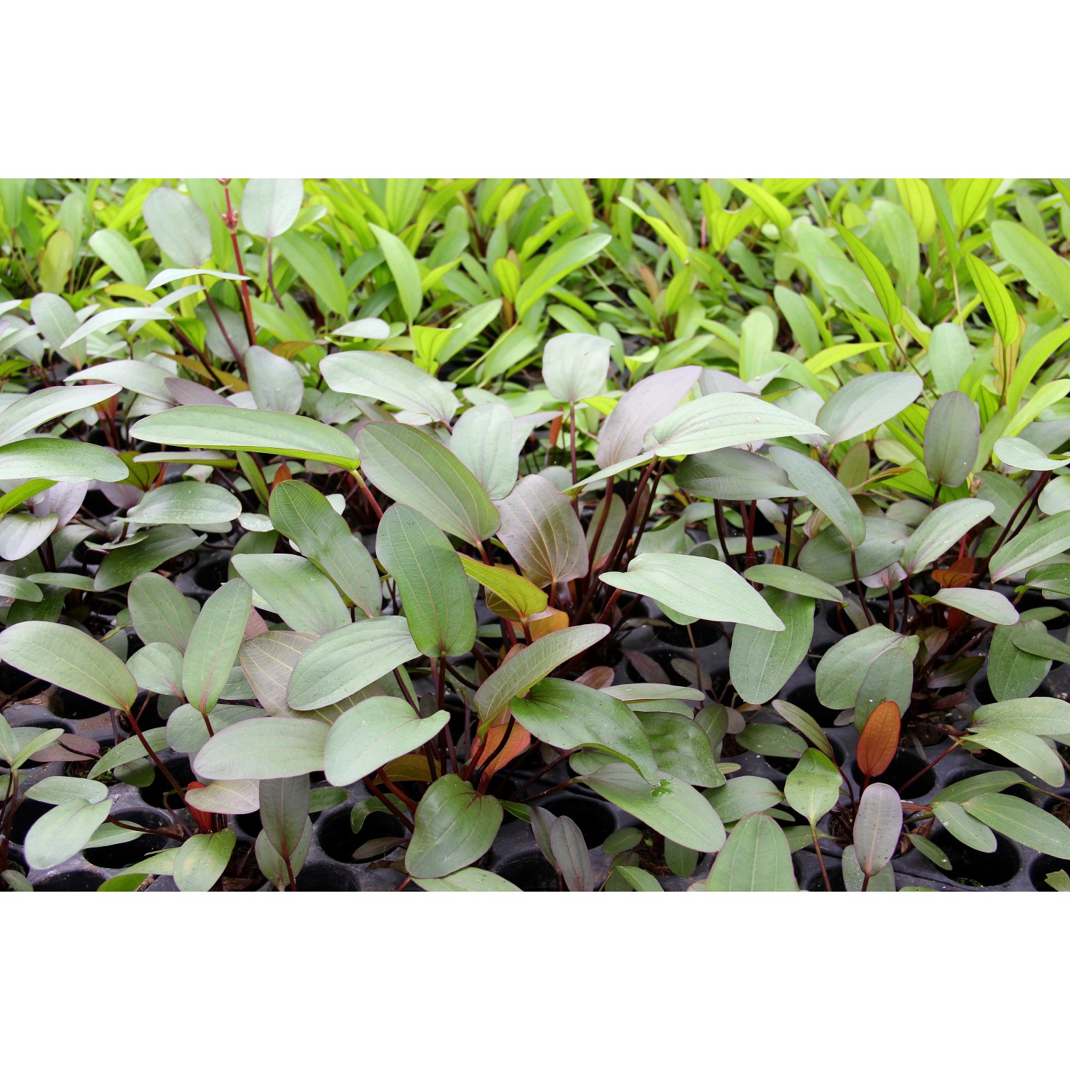 Dennerle Plants Aquariumpflanze Echinodorus Red Chamäleon mit rötlichen Blättern.