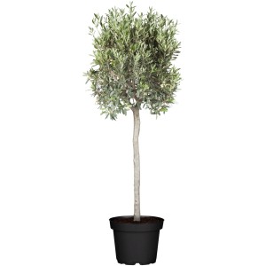 Olivenbaum (Olea europaea) als Stamm im Topf, ca. 180-200 cm hoch, für Terrasse und Balkon.
