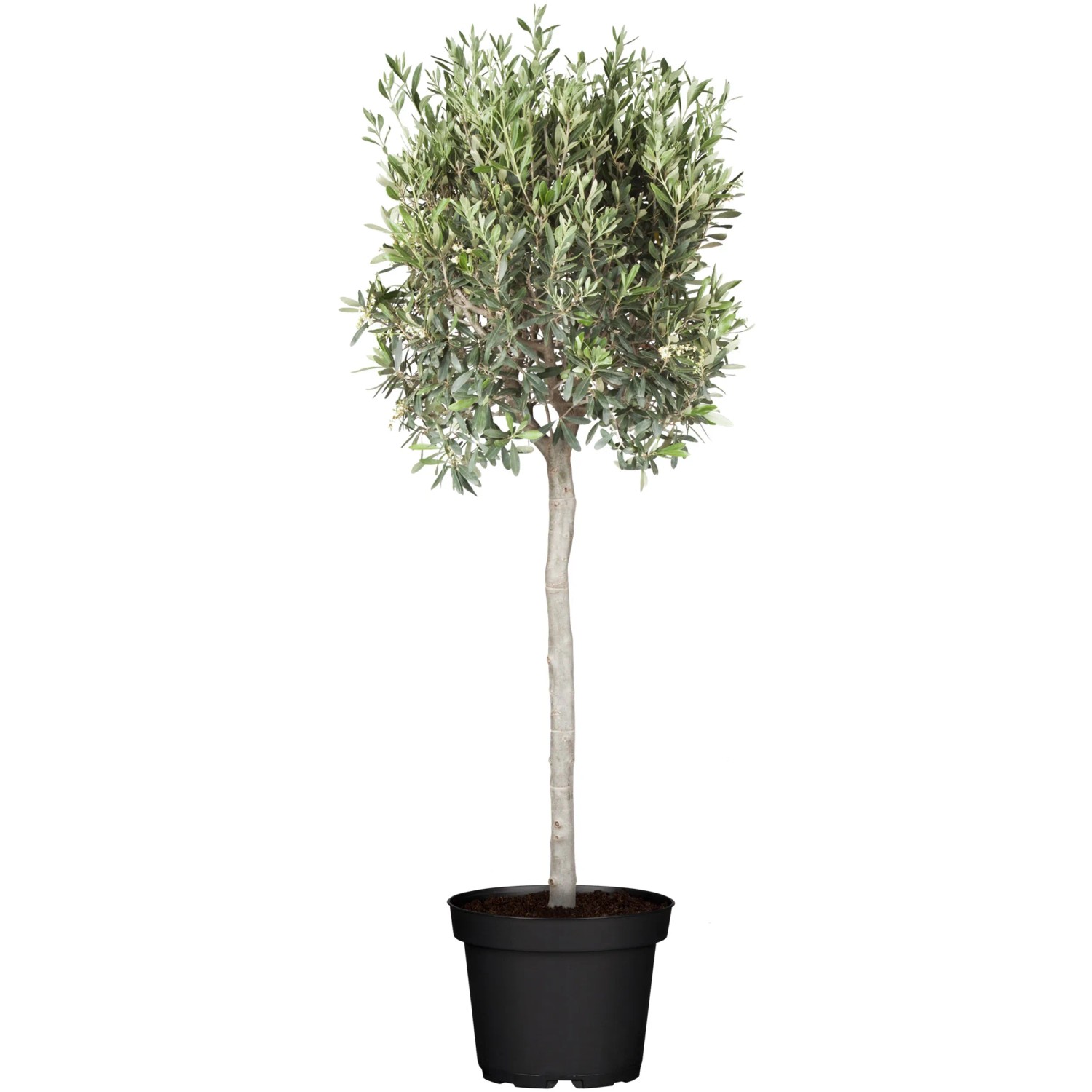 ist eine thuja ein baum Thuja occidentalis 'Brabant' auf Stamm