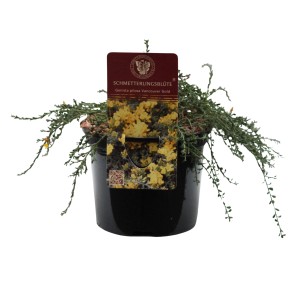 Sandginster 'Vancouver Gold' im Topf: Gelbe Blüten, grüne Blätter, ca. 20-30 cm hoch. Ideal für Steingärten.