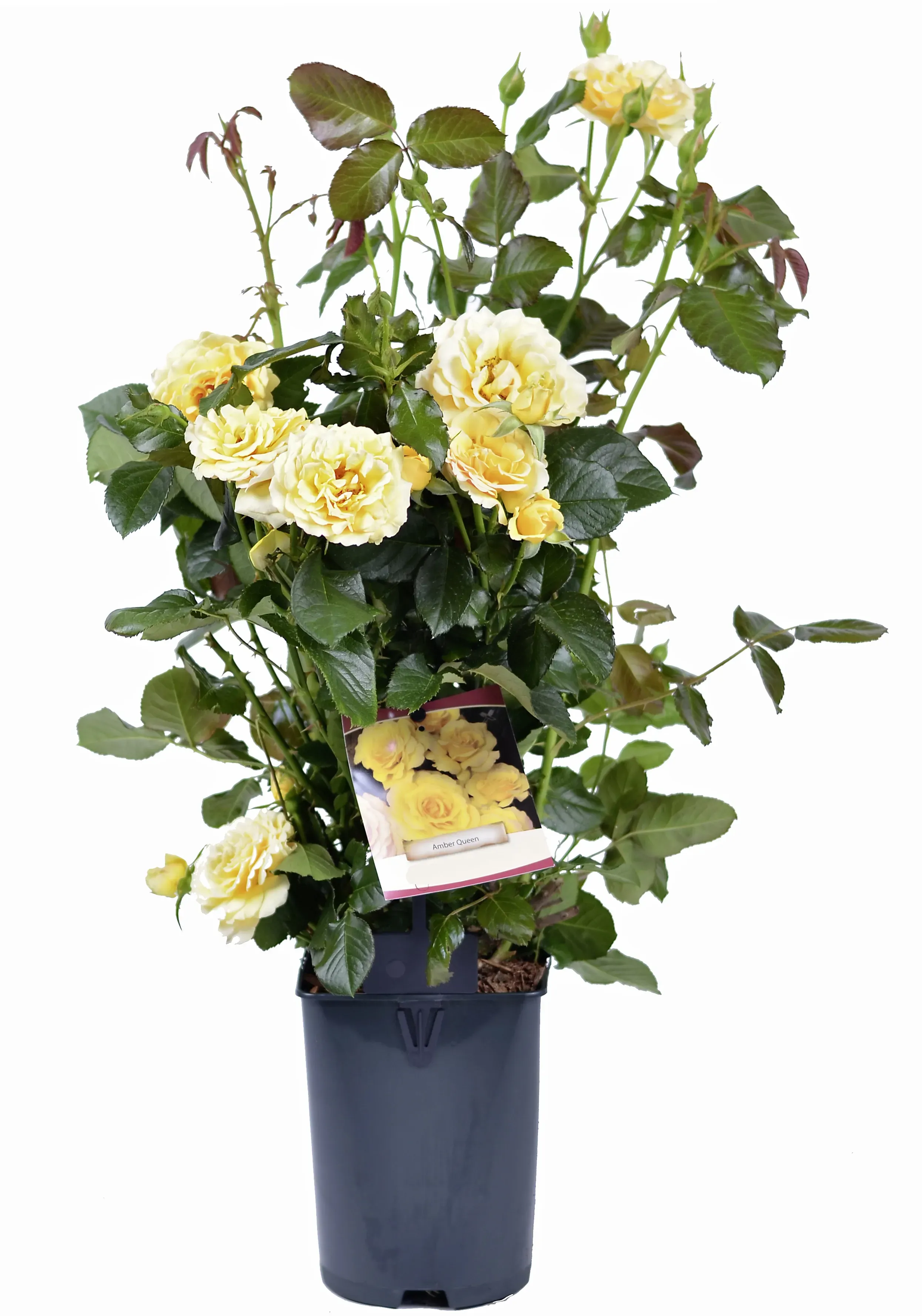 OBI Rose "Patio" verschiedene Sorten Gelb Höhe ca. 30 cm Topf ca. 4 l